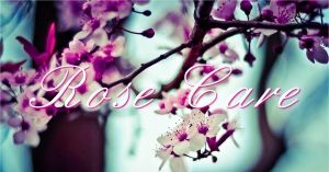 Rose Care