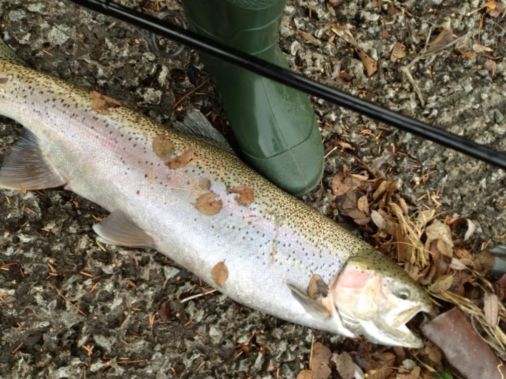 beautifulsteelhead_zps0b111555.jpg