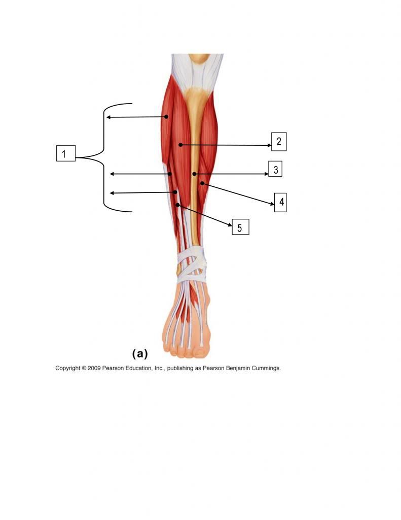 8 - Anterior Muscles of Lower Leg Quiz - By KellyHarrison