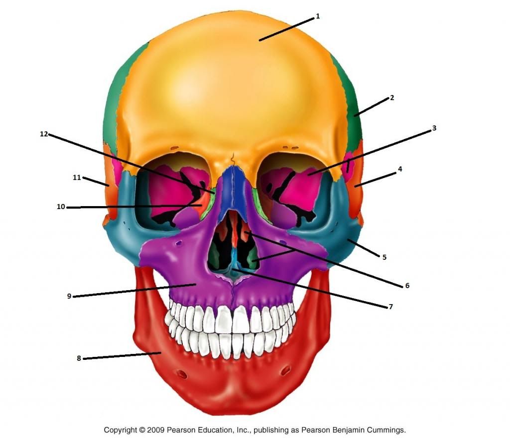 Image Detail For Anterior View Of The Skull Bones Unl Vrogue Co