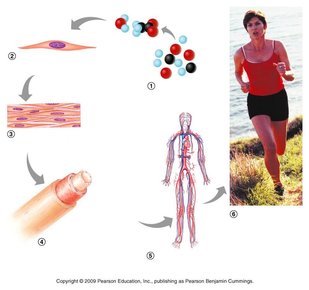 Chapt 1 Levels of Structural Organization Quiz By KellyHarrison