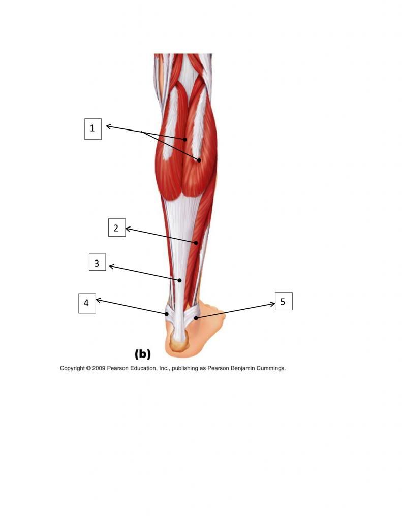 9 - Posterior Muscles of Lower Leg Quiz - By KellyHarrison