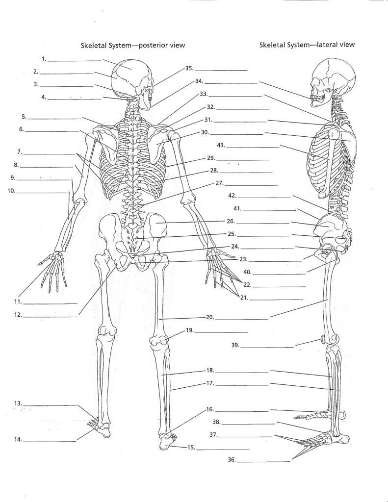 Overall Skeletal System- Posterior & Lateral View pg 9 Quiz Stats - By