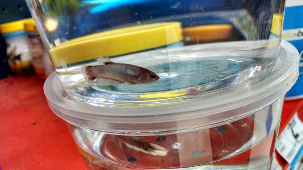 Beautiful Petco Bettas Page 2 Betta Fish And Betta Fish Care
