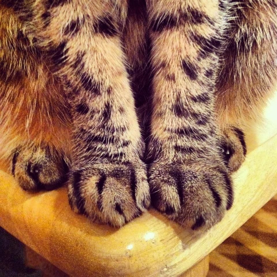 catspaws_zpsf5459a0d.jpg