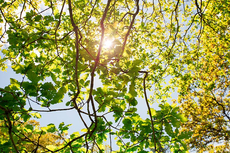 Summerlight800pix_zps78dd8ba5.jpg