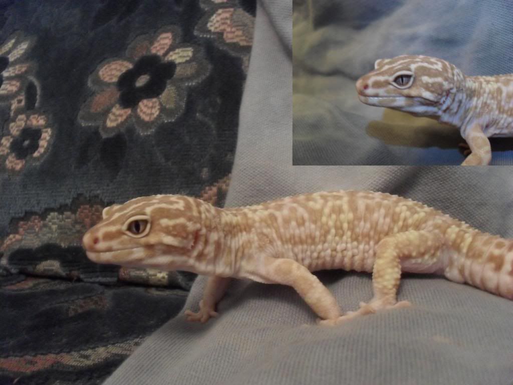 outrage Leopard gecko pickup | Reptile Forums