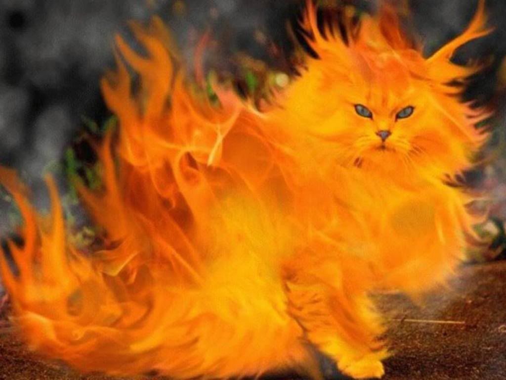 Fire Cat photo firecat.jpg