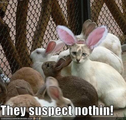 easter photo funny-pictures-cat-disguised-rabbit.jpg