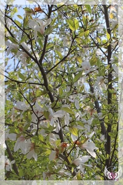 photo IMG_1261_zpsyciba6tj.jpg