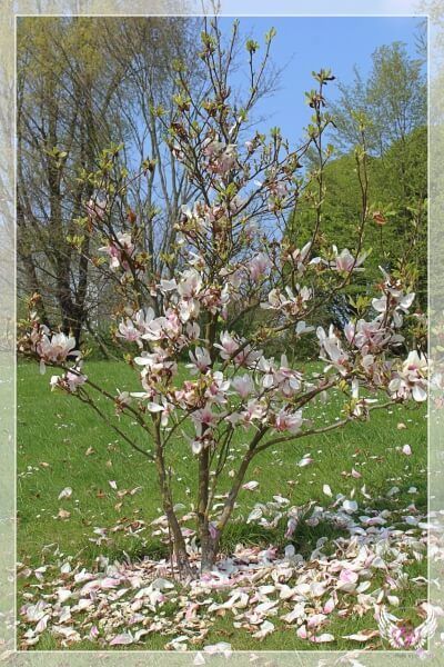 photo IMG_1298_zps5tzuogkm.jpg