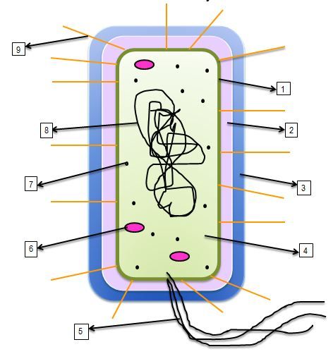 Label the Bacterial Cell Quiz - By KellyHarrison