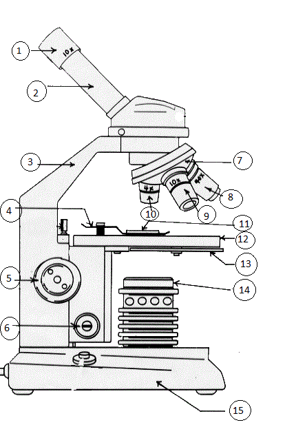 Label the Microscope Quiz - By KellyHarrison