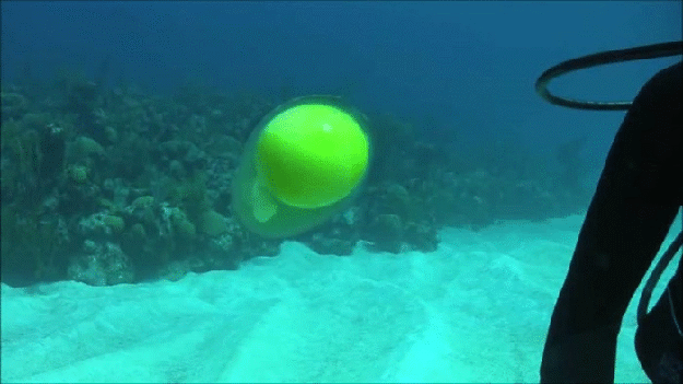 vajce pod vodou