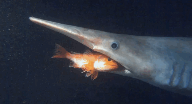 24 morských živočíchov, ktoré neuvidíte ani v sci-fi filme