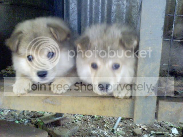 DSC00140_zps56c3520e.jpg