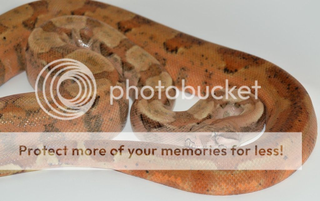 boa morphs | Reptile Forums