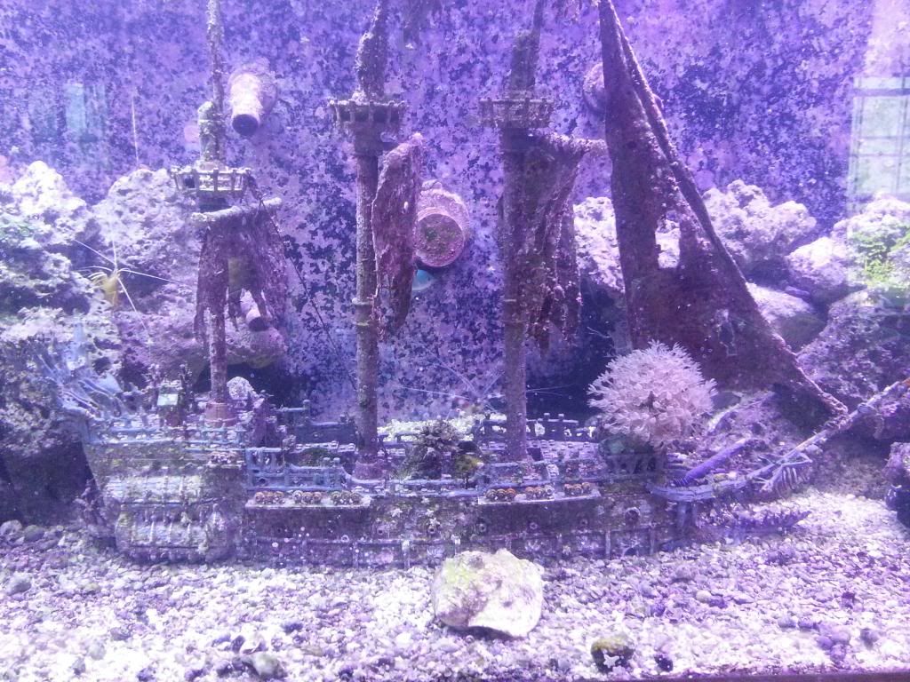 Image result for posting aquascape