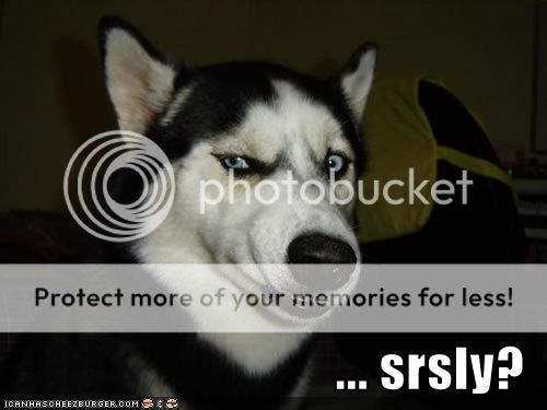  photo Funny-Vampire-Dog-4_zps6ebcbe5d.jpeg