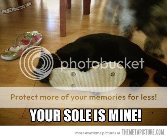  photo funny-black-cat-vampire-shoe_zps383c562c.jpg