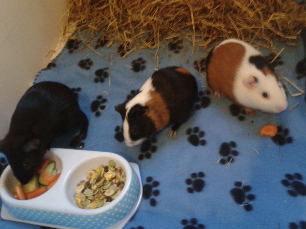 2012-10-28163709_zps88ba64fe.jpg