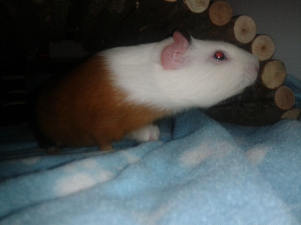 2012-10-28212524_zps699cc206.jpg