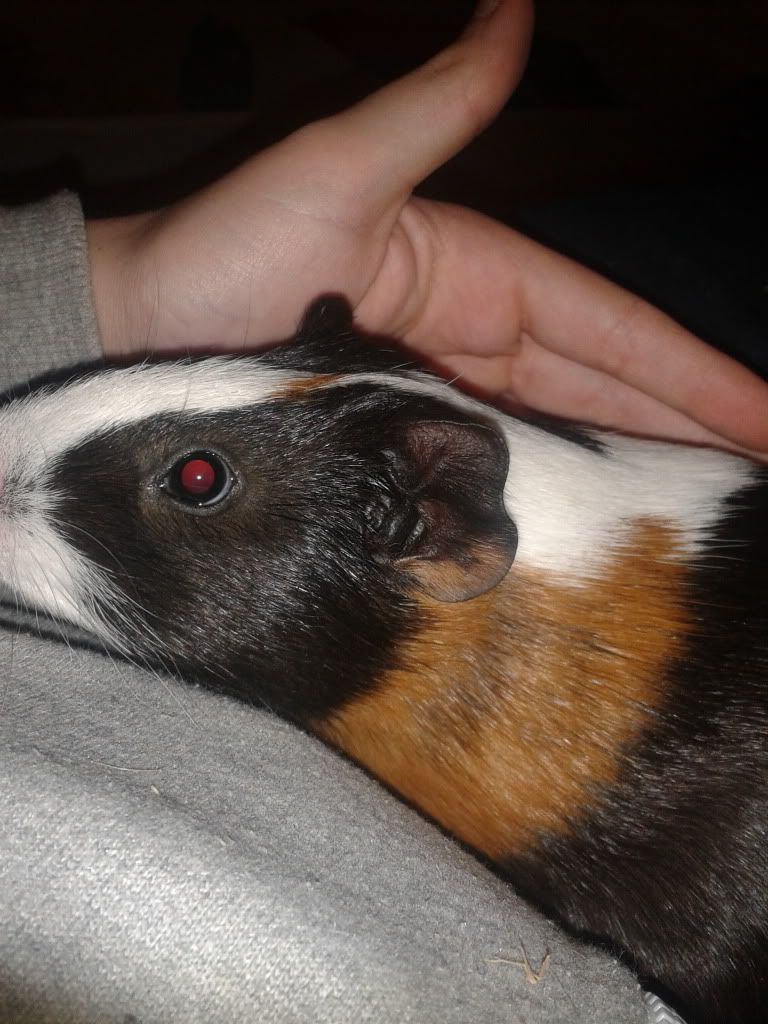 2012-11-04175553_zpsce83aa40.jpg