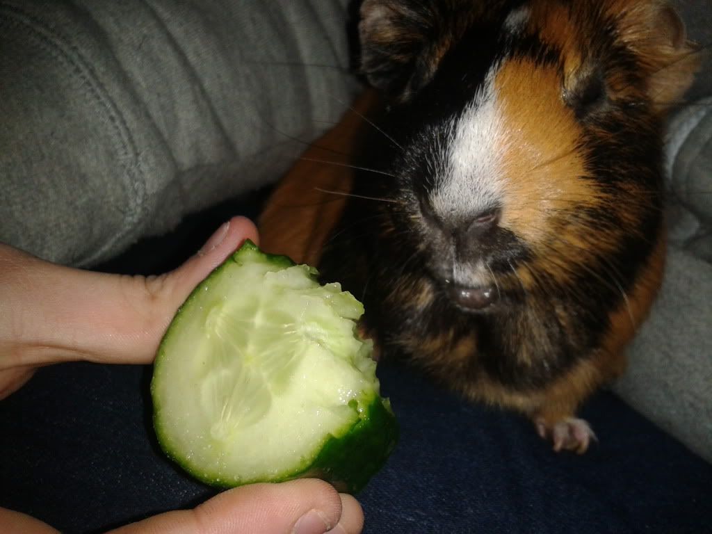 2012-11-05030458_zpsbe98bc66.jpg