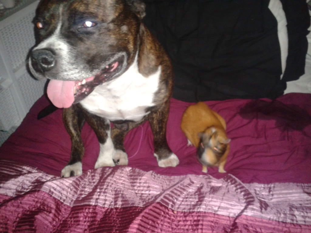 2012-11-05201449_zps002dc2d3.jpg